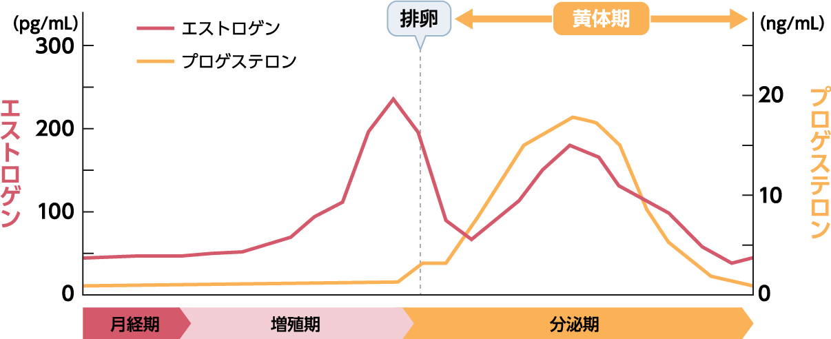 図4：女性ホルモンの変動の様子